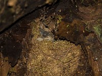U0U6977c  Winter Wren (Troglodytes hiemalis) on nest